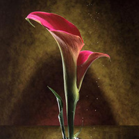Calla Lilies 3