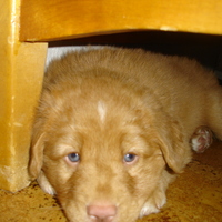 Nova Scotian retriever puppy