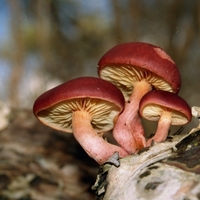 Gymnopilus Species