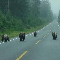 A typical  Western North Carolina tough street gang