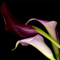 Purple Cala Lillies