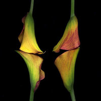 Calla Lilies 1