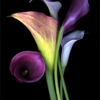 Calla Lilies 2