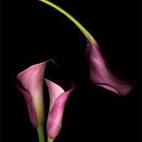 Calla Lilies 4