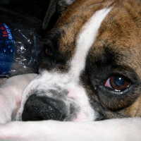 A Boxer named Ava.