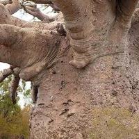 big tree