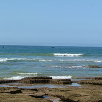 Whales, Southern Cape Coast, S.Africa