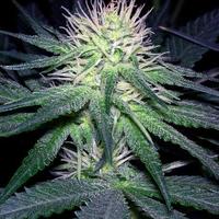 purple flower