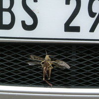 Yes ,its a Ford