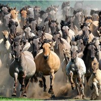 soon there will be some more foals