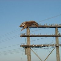 Deer on a pole