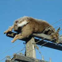 Deer on a pole