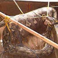 Snake eats man