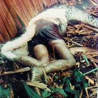 Man eaten by snake