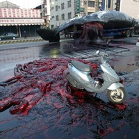 An exploded whale