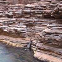 Australian snake gone fishing with a kangaroo