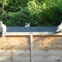Where's dat pudy cat?