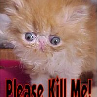 Hate to be this cat