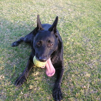 Best dog in the whole wide world!