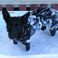 Best dog in the whole wide world!