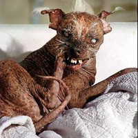 Demon Dog