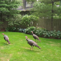 Wild Turkeys in NJ/NYC