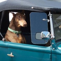 I 'VE GOT SHOTGUN