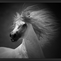 what a horse