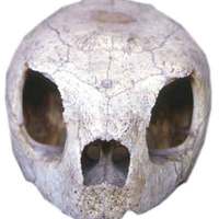 ALIEN SKULL!!!