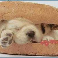Hot Dog?
