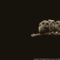 Baby owls