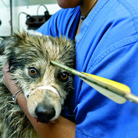 Tough dog