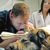 Tough dog part 2