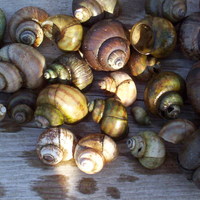 collection of shells