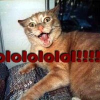 funny cat