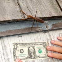 Mantis 2