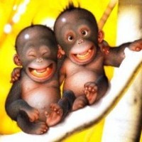 More Monkeys!