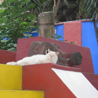 Kitten in the garden of Frida Kahlo (Mexico City 2005)