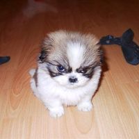 Punk Dog
