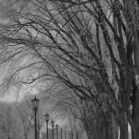 Fog depositing frost on trees in Quebec