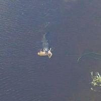 Gator with cow