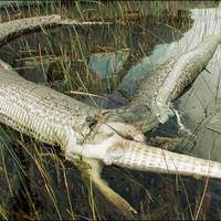 python bursts after eating alligator