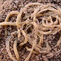 4000 yr old noodles