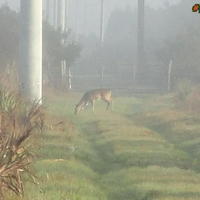 yes deer rebuttal II