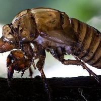 Noisy little fuckers