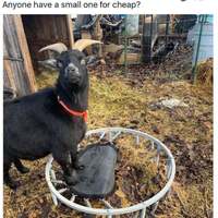 goatrampoline!