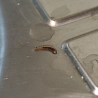 parasite or worm