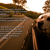 Ahhhh... A Dog's Life