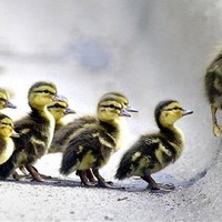 The Little Duckling That Could