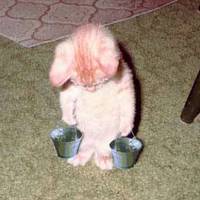 Slave kitten